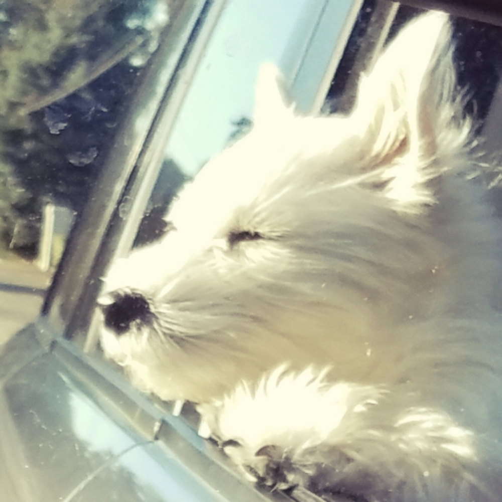 Westie
